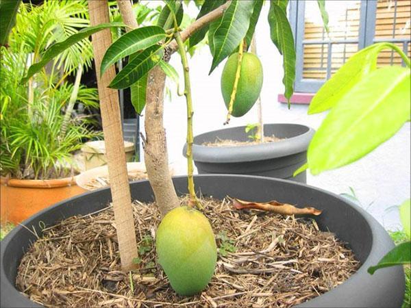 ingemaakte mangoboom