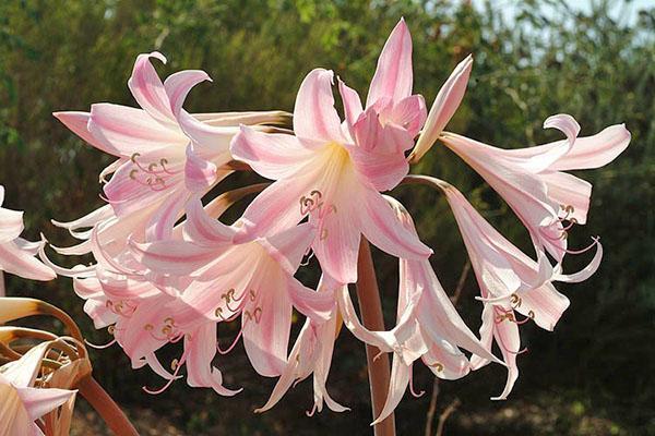 Cvjetna amaryllis belladonna