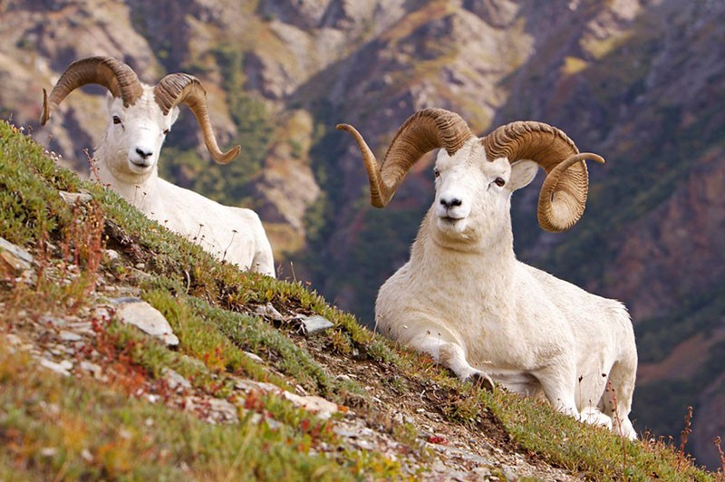 planinske ovce in vivo