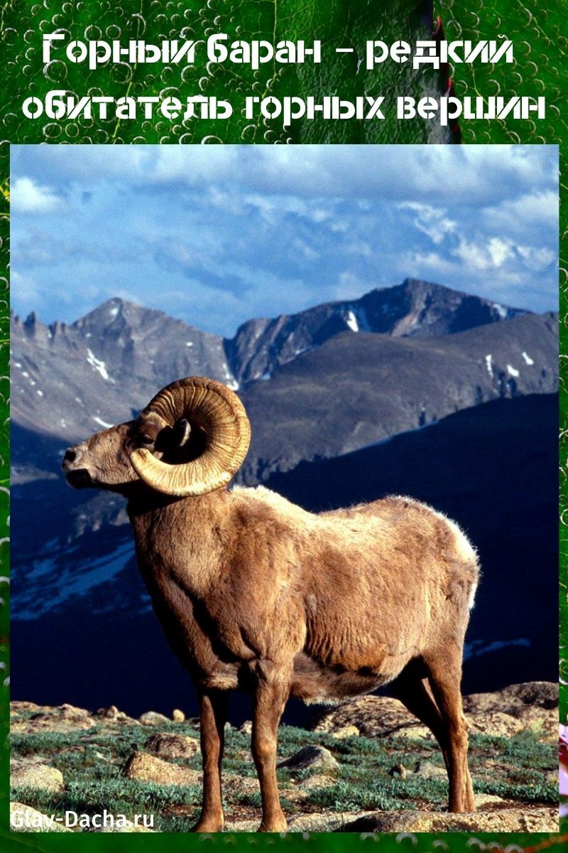Planinska ovca