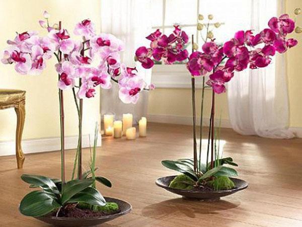 orchideeën in schalen