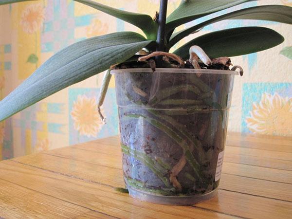 orchidee in transparante pot