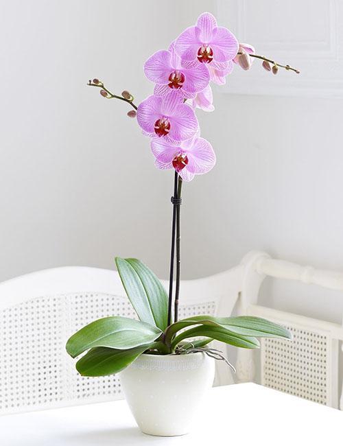 vrste orhideja