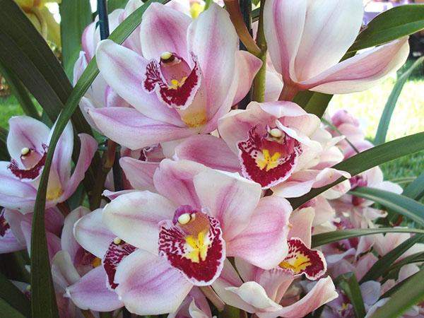 orchidee bloeit
