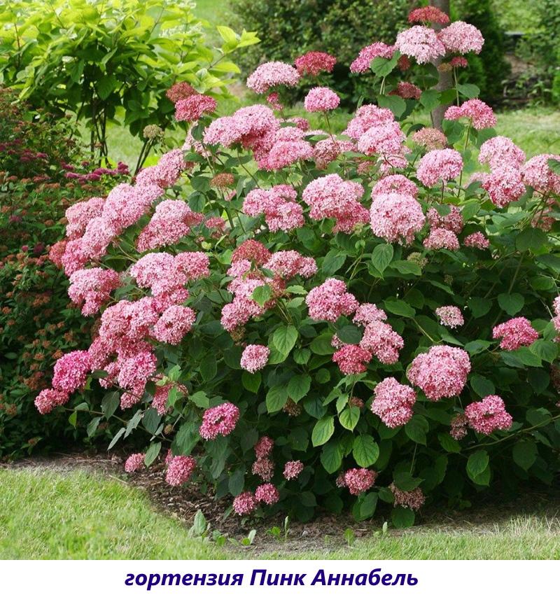 hortenzija ružičasta ananabelle