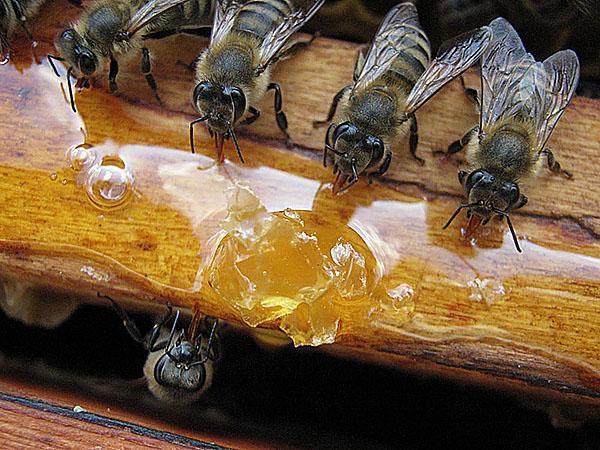 bijen voeren in februari