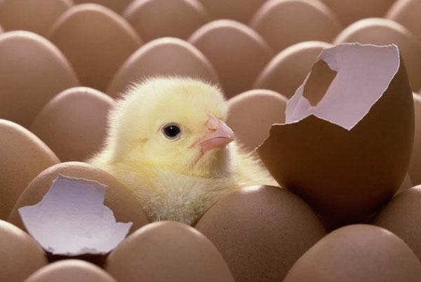 eieren voor incubatie