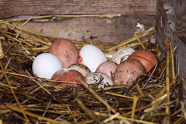 2 keer per dag eieren verzamelen