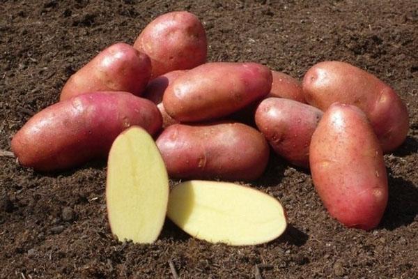 goede kwaliteit aardappelknollen
