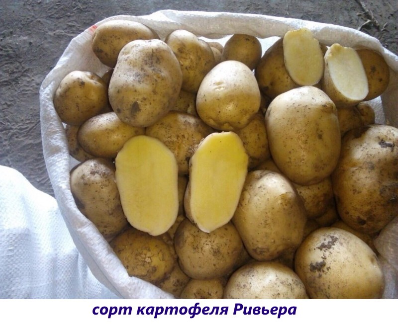 riviera aardappelen