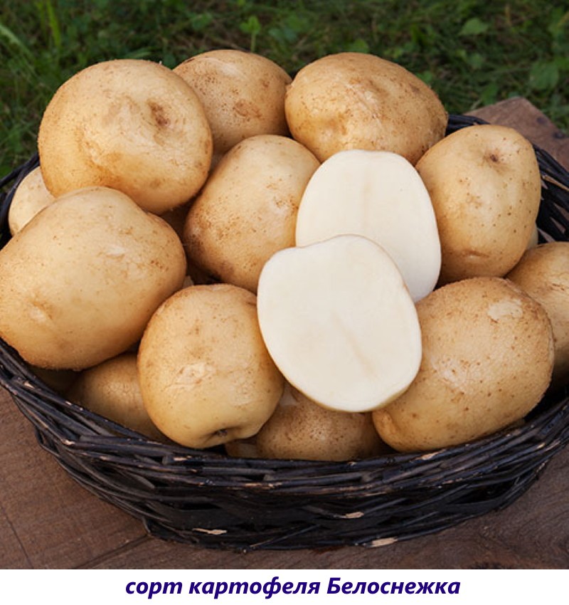 sneeuwwitte aardappelen