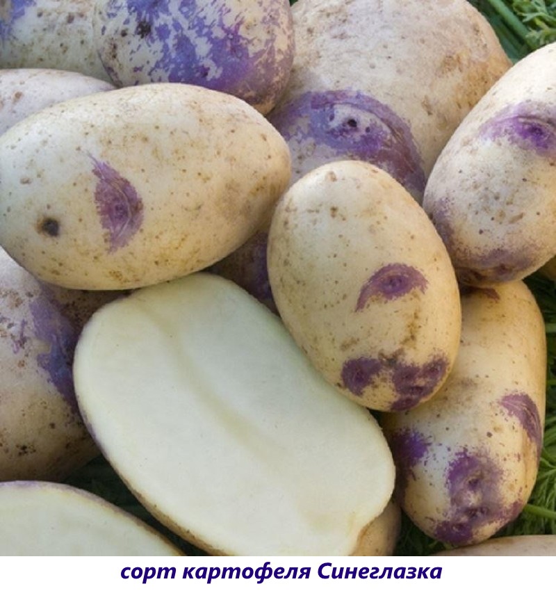 blauwogige aardappel