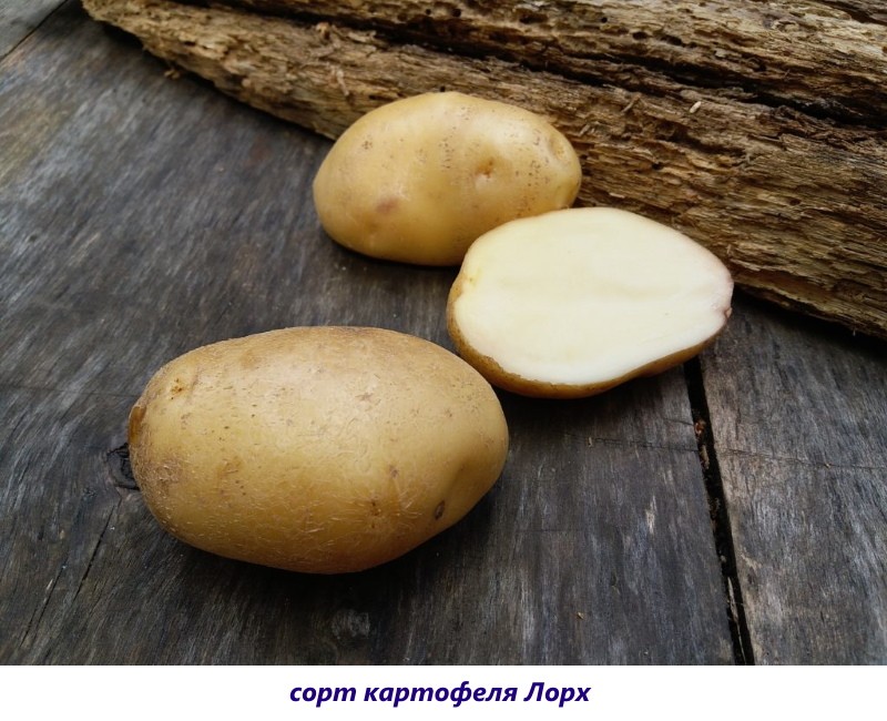 lorch krumpir