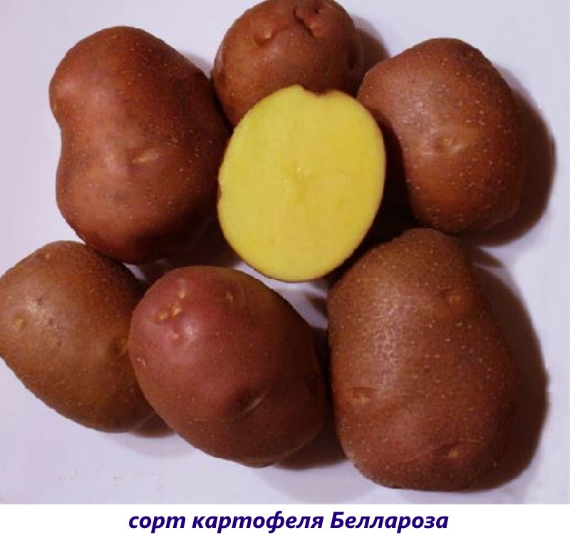 bellarose aardappelen