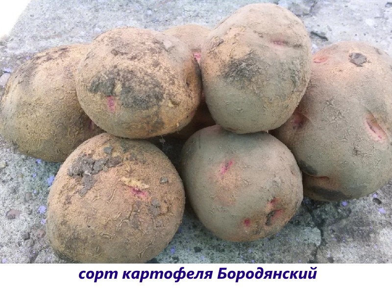 borodyansky aardappelen