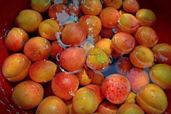 giet water over de abrikozen