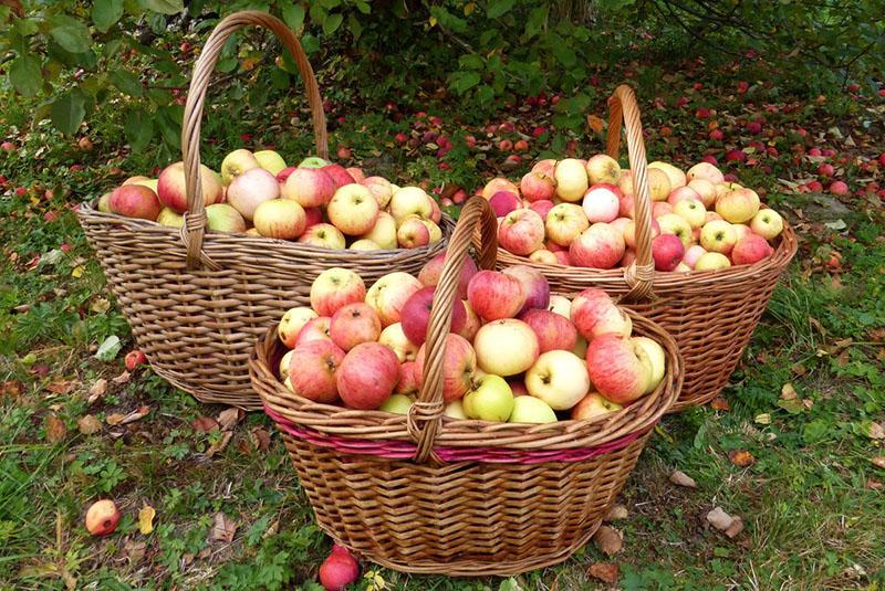 appels oogsten
