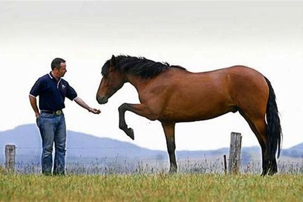 rukovanje konjima