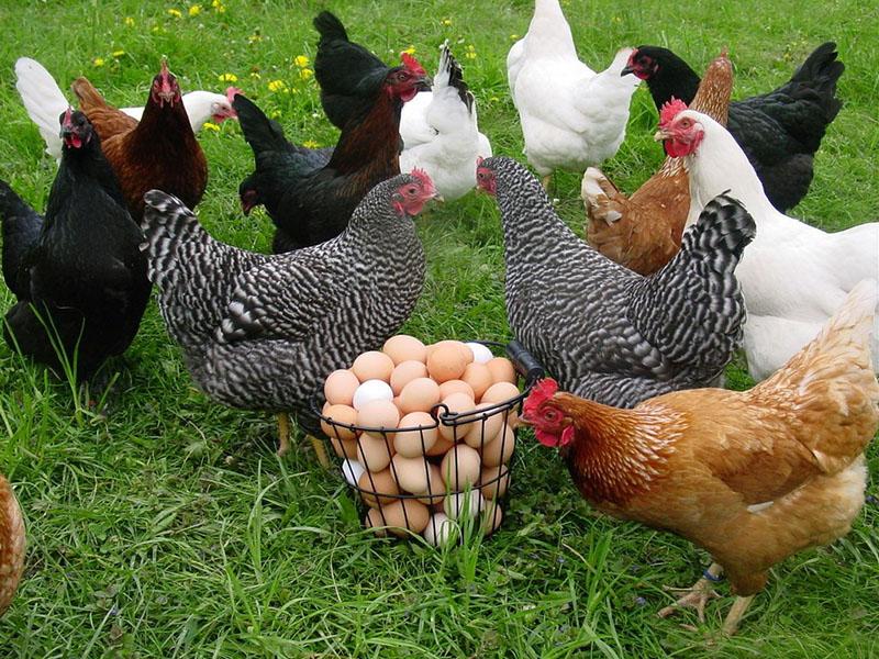 succesvol fokken van dominante kippen