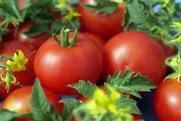 tomaten oogst