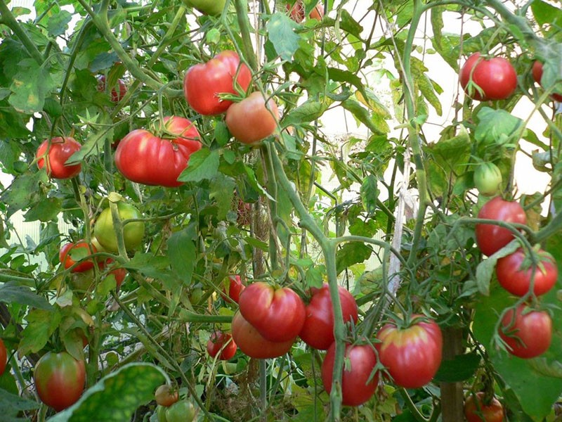 tomaten kweken Mazarin