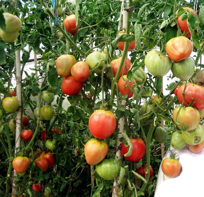 de vorming van tomatenstengels