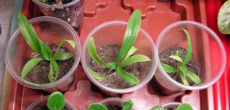 sadnice sjemena klorofituma