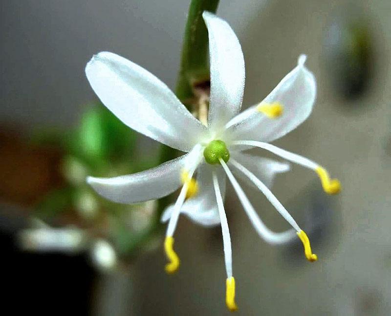 cvijet chlorophytum