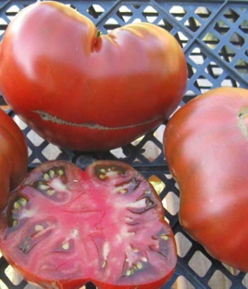 fruit tomatensoorten ster van siberië