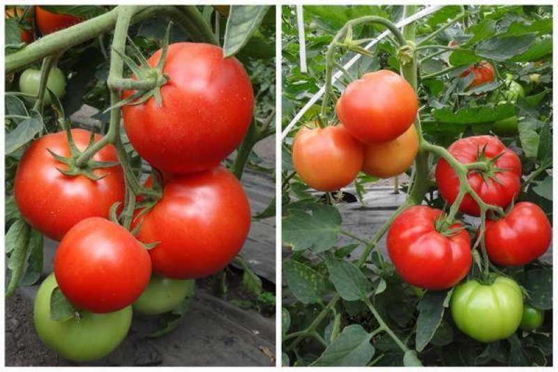 voordelen van tomaat ster van siberië