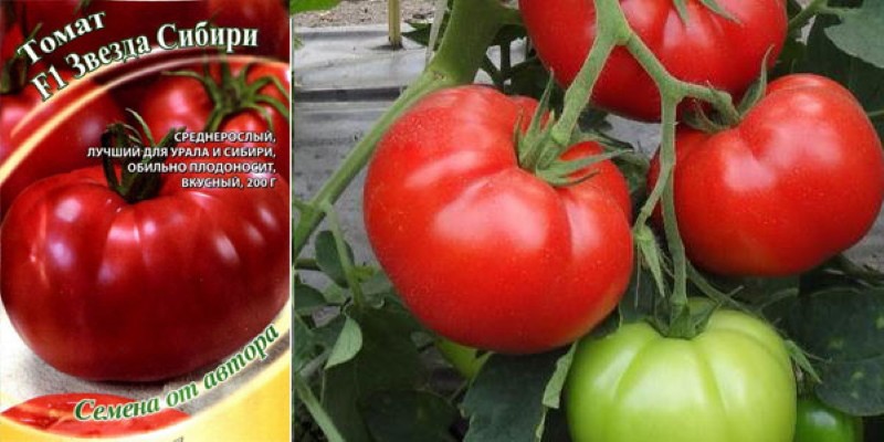 tomaat ster van siberië