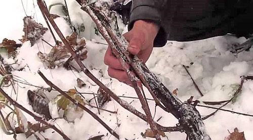 Controle van de veiligheid van de wijnstok in de winter