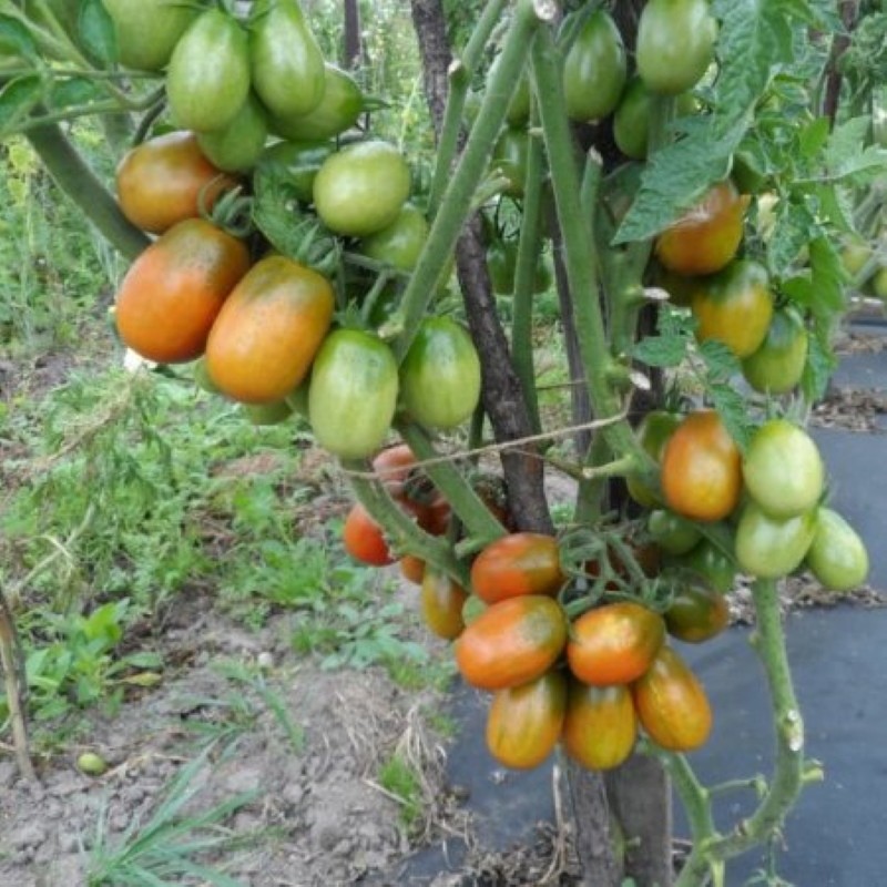 tomatenstruik zwarte heide