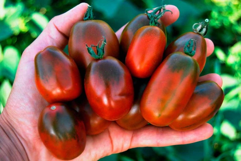 tomaten zwarte heide