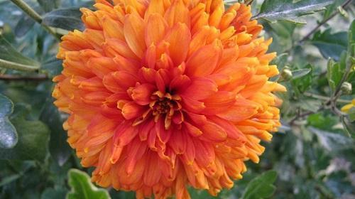 oranje chrysanthem