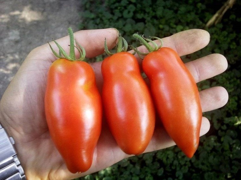 de voor- en nadelen van tomaten het wonder van de lui