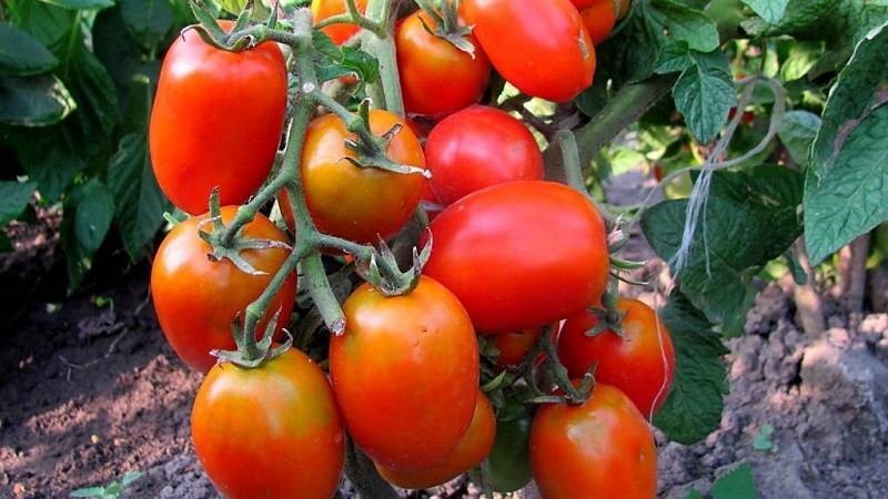 tomaten wonder lui