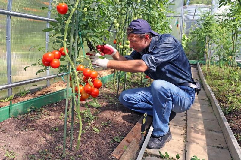 voordelen van onbepaalde tomaten