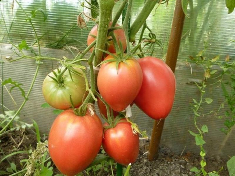 onbepaald tomatenras