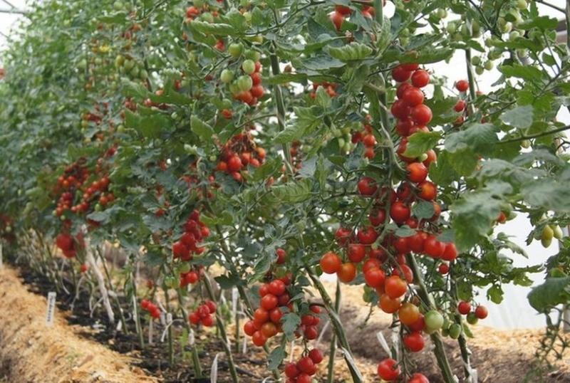 onbepaalde variëteit van tomaat wat is het?