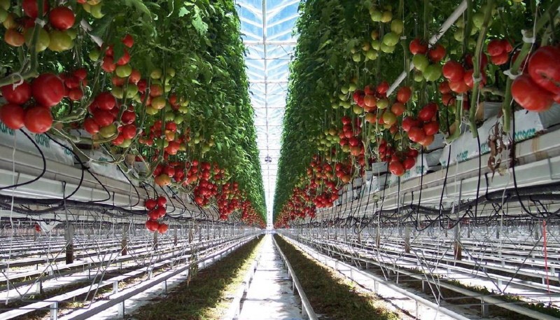 hydrocultuur tomaten