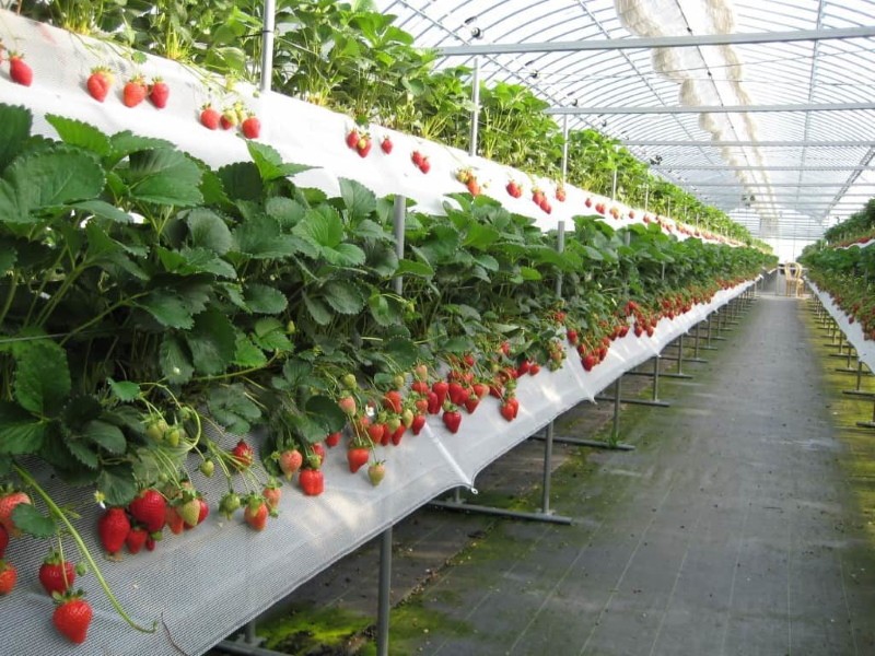hydrocultuur aardbeien