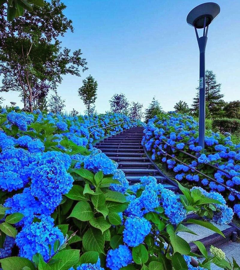 blauwe en blauwe bloemen in landschapsontwerp