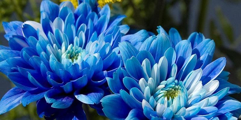 blauwe en blauwe asterbloemen