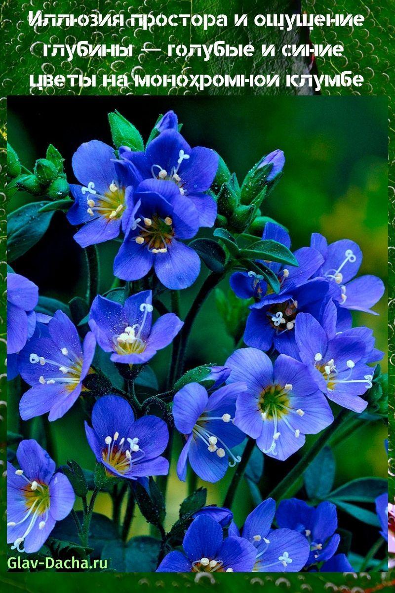 blauwe en blauwe bloemen