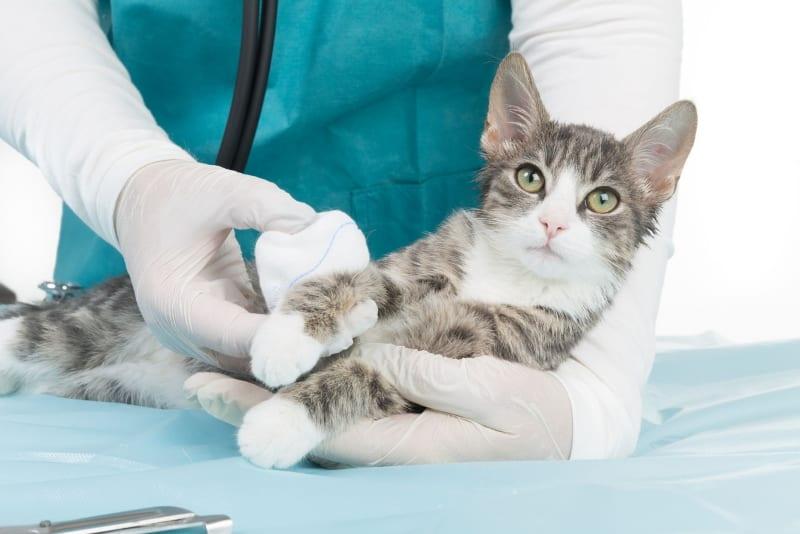 kako liječiti mačju ranu roncoleukinom