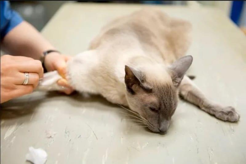 kako mački dati intravenozni roncoleukin