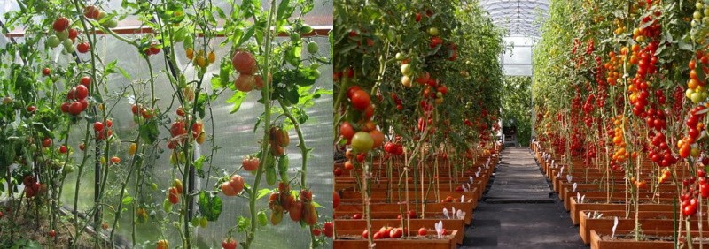 plodonosne neodređene rajčice