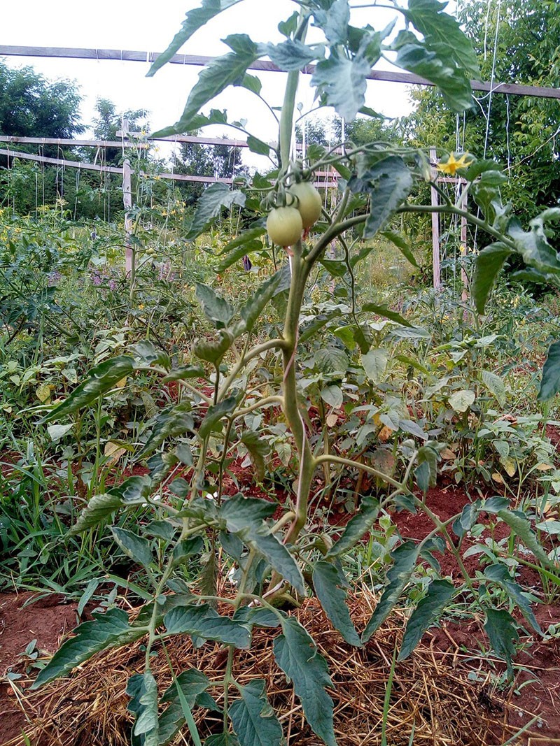 neodređene sorte rajčice na otvorenom polju