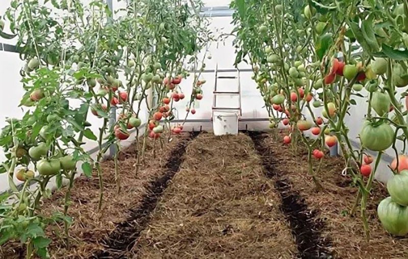 poljoprivredna tehnologija za uzgoj neodređenih rajčica